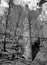 monochrome image tall old ruined stone mill chimney surrounded by trees in the colden valley near hebden bridge