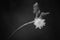 Monochrome Imperfect Taraxacum sp Flower and Buds