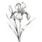 Monochrome Iris: Detailed Botanical Illustration With Minimalist Design