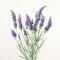 Monochrome Lavender Flowers On White Background