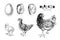 Monochrome Life cycle of a Chicken