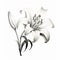 Monochrome Lily Illustration With Realistic Forms And Elegant Outlines