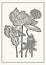 Monochrome lotus flowers botanical poster. Sketch illustration in engraving style. Greeting card