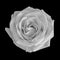 Monochrome macro of an elegant white rose blossom on black background