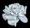 Monochrome macro of a wide open lush white rose blossom