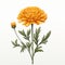 Monochrome Marigold: Detailed Realism In Historical Illustration Style