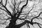 Monochrome melancholic image of tall branchy gloomy oak tree in winter.