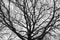 Monochrome melancholic image of tall branchy gloomy oak tree in winter.