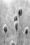 Monochrome minimalist winter portrait of a group pf thistles with snow / hoar frost on natural blurred background