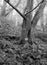 Monochrome misty winter forest with bare tree with fog