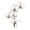 Monochrome Orchid: Delicate Graphic Illustration With Light White And Bronze Tones