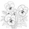 Monochrome Pansies Garden Coloring Pages