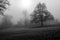 Monochrome parkland with mist