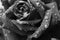 Monochrome photo of the rose with water droplets