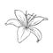 Monochrome picture, large veined lily flower , vector illustration