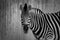 Monochrome portrait of a burchell zebra