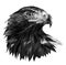 Monochrome portrait of a golden eagle on a white background. The tenacious look of a strong bird. Low poly graphics.