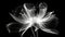 Monochrome x-ray image of a ethereal flower on black. Fantasy mystical blossom. Generative AI