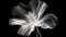 Monochrome x-ray image of a ethereal flower on black. Fantasy mystical blossom. Generative AI