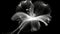 Monochrome x-ray image of a ethereal flower on black. Fantasy mystical blossom. Generative AI