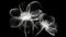 Monochrome x-ray image of a ethereal flower on black. Fantasy mystical blossom. Generative AI