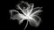 Monochrome x-ray image of a ethereal flower on black. Fantasy mystical blossom. Generative AI