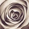 Monochrome rose flower