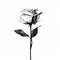Monochrome Rose: Minimalist Black And White Portrait With Long Stem