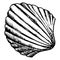 Monochrome sea shell sketched line art vector