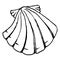 Monochrome sea shell sketched line art vector