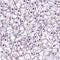 Monochrome seamless pattern with arctic lingonberry hand drawn with purple lines on white background. Boreal forest