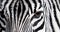 Monochrome, shallow depth of field image of a zebra with head and eye in focus and stripes in soft-focus, wildlife black and white