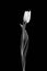Monochrome single isolated veined tulip macro on black background