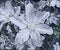 Monochrome sketch photographic art picture of large garden flowers with rain drops close up
