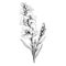 Monochrome Snapdragon Drawing: Delicate Flowers In Minimalist Style