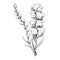 Monochrome Snapdragon Flower Illustration With Long Stem
