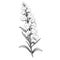 Monochrome Snapdragon Ink Illustration On White Background