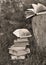 Monochrome still life with pile of books