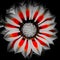 Monochrome sunflower white and black with red strip on petals . Red filter