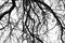 Monochrome tree branches