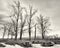 Monochrome Tree Grove in Winter