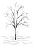 Monochrome tree silhouette vector sketched line art isolated