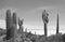 Monochrome Trichocereus Cactus Field on Isla Incahuasi or Isla del Pescado Rocky Outcrop in the Middle of Uyuni Salt Flats Bolivia