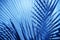 Monochrome tropical background with palm leaves tinted in classic blue 2020