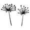 Monochrome vector silhouettes of two abstract, stylized dandelion flowers on a white background.