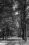 Monochrome view of beautiful alley of  maple trees in autumn