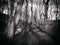 Monochrome vintage style image of forest trees on a sunlit dark winter day with fallen leaves and scattered rocks on the ground