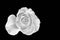 Monochrome white rose blossom with rain drops macro on black background