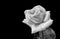 Monochrome white veined vintage rose blossom on black background