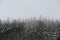 Monochrome winter landscape. Trees in the snow, overcast sky